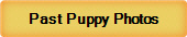 Past Puppy Photos