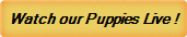 Watch our Puppies Live !!
