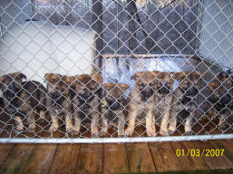 A litter