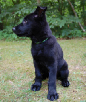 Green 8 Weeks