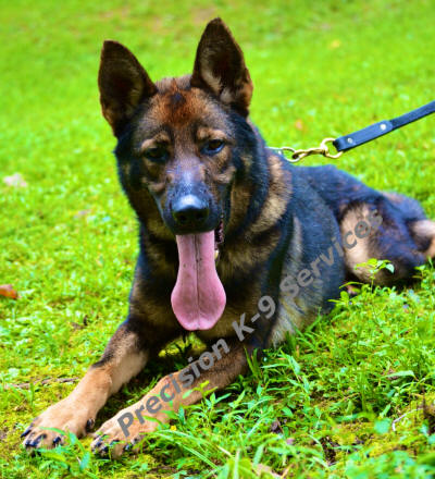 Grizz - Police Dog