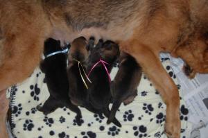 Group E Litter