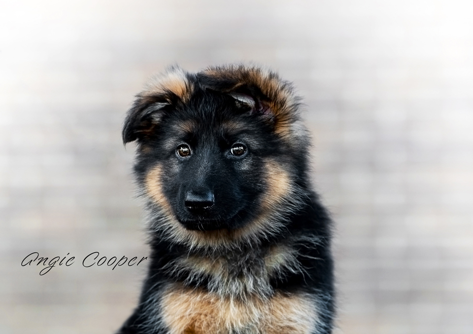 German Shepherd Puppy Scott Depot Puppy Dog Training