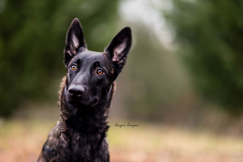 Advanced Off Leash Dog Training Scott Depot West Virginia WV