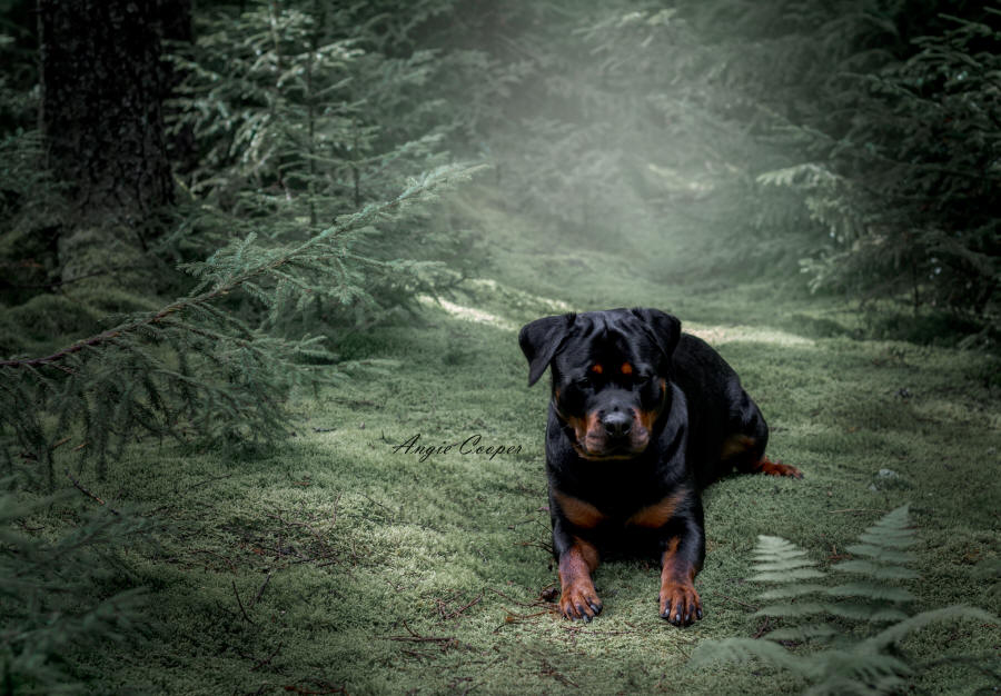 Faith aus der Bohmter Heide