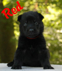 RedBoy3WeeksOld