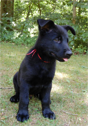 Red Boy 8 Weeks